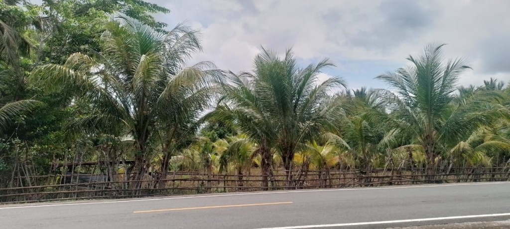 Salah satu lahan Perkebunan Kelapa Warga Situbuk