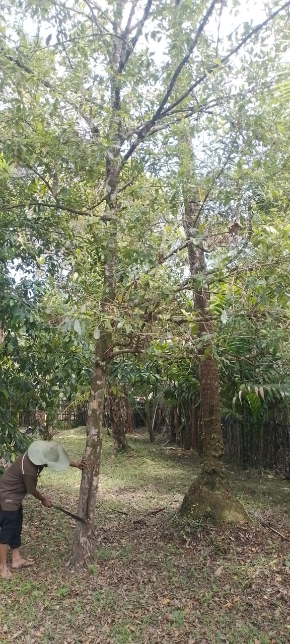 Salah seorang warga sedang membersihkan Tanaman Cengkeh yang merupakan salah satu produk unggulan 