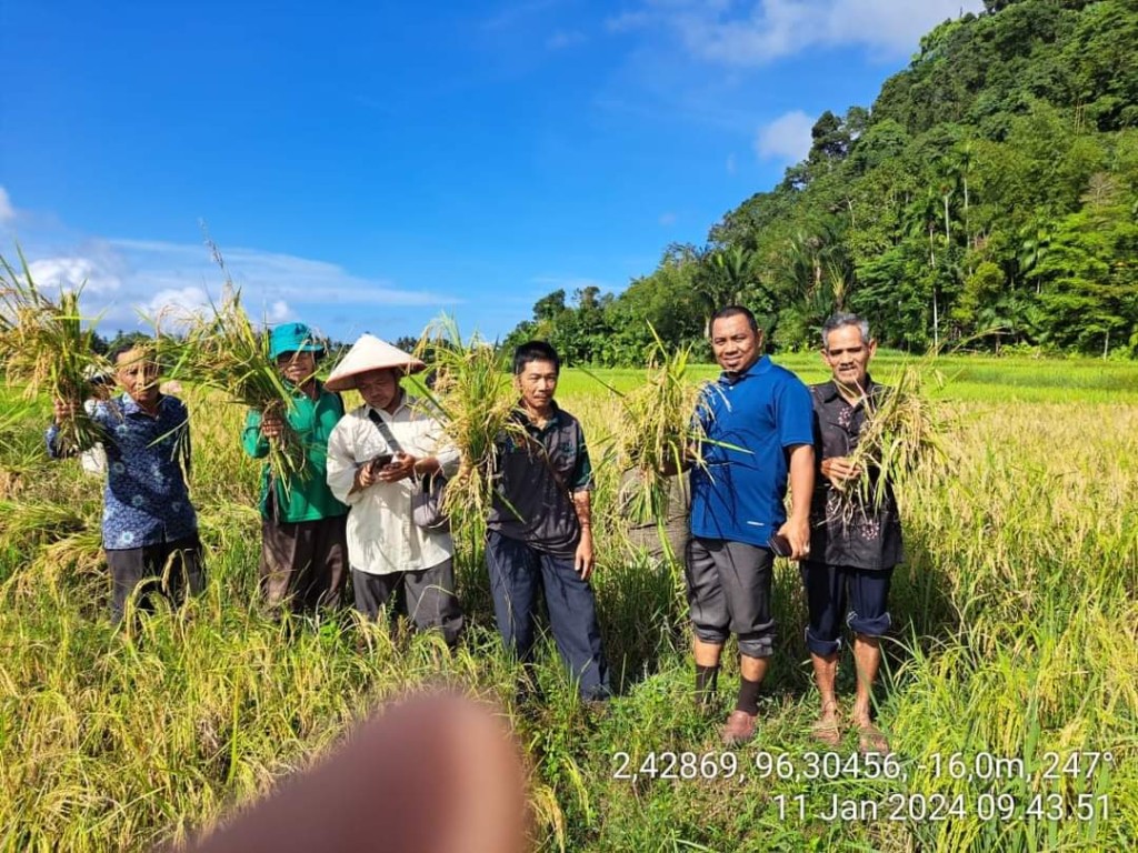 Panen padi Humasa Sebel Desa Situbuk yang dihadiri oleh Pejabat Kecamatan Teupah Tengah dan BPS 