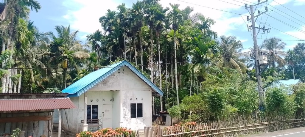 salah satu Perkebunan unggulan masyarakat Desa Situbuk Tanaman Pinang